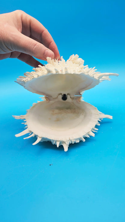 White Thorny Oyster Shell Specimen, Spondylus, 7" x 7"