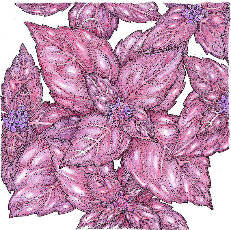 Basil Seeds, Dark Purple Opal (Organic) – Vegetable Seeds