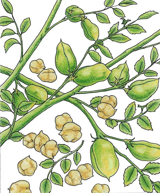Garbanzo Golden Dragon Bush Bean Seeds (Organic) – Vegetable Seeds