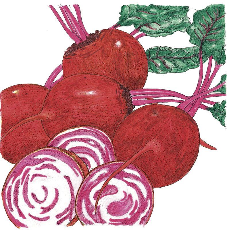 Chioggia Beet Seeds (Organic) – Vegetable Seeds