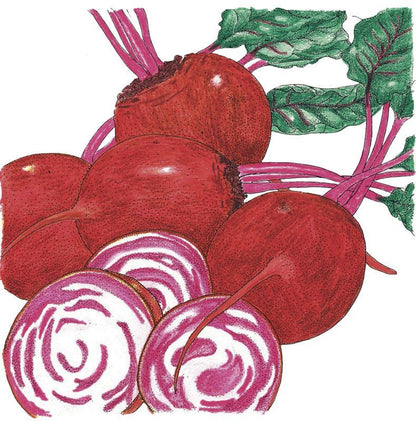 Chioggia Beet Seeds (Organic) – Vegetable Seeds