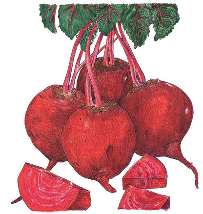 Beet Seeds, Detroit Dark Red Beets (Organic) – Vegetable Seeds