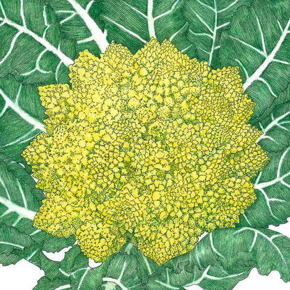 Broccoli Seeds, Romanesco (Organic) – Vegetable Seeds