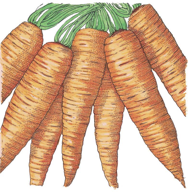 Carrot Seeds (Organic) Danvers – Vegetable Seeds