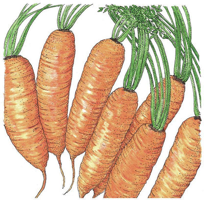 Carrot Seeds, Little Finger (Organic) – Vegetable Seeds