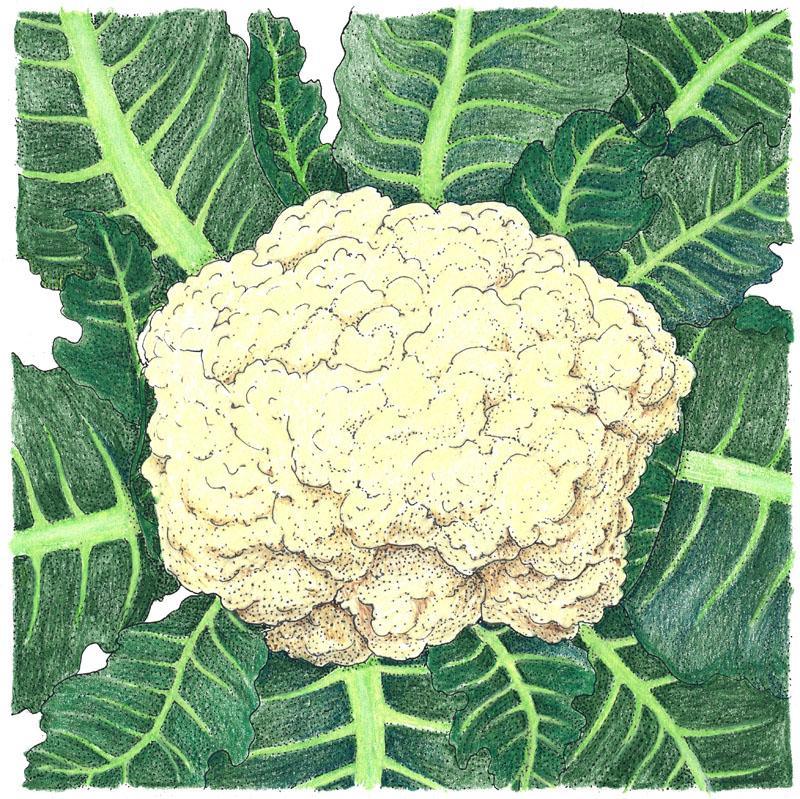 Cauliflower Seeds (Organic) Snowball – Vegetable Seeds