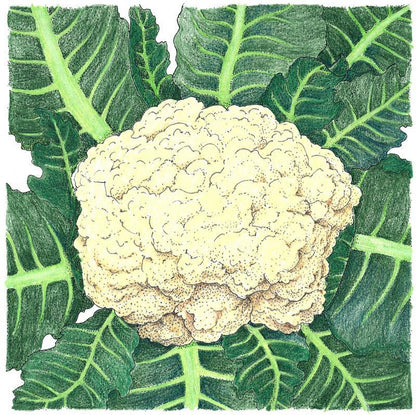 Cauliflower Seeds (Organic) Snowball – Vegetable Seeds