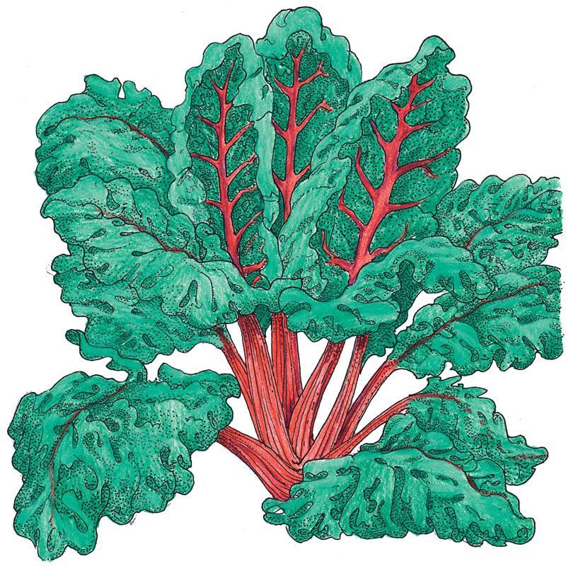 Chard Seeds, Red Ruby (Organic) – Vegetable Seeds