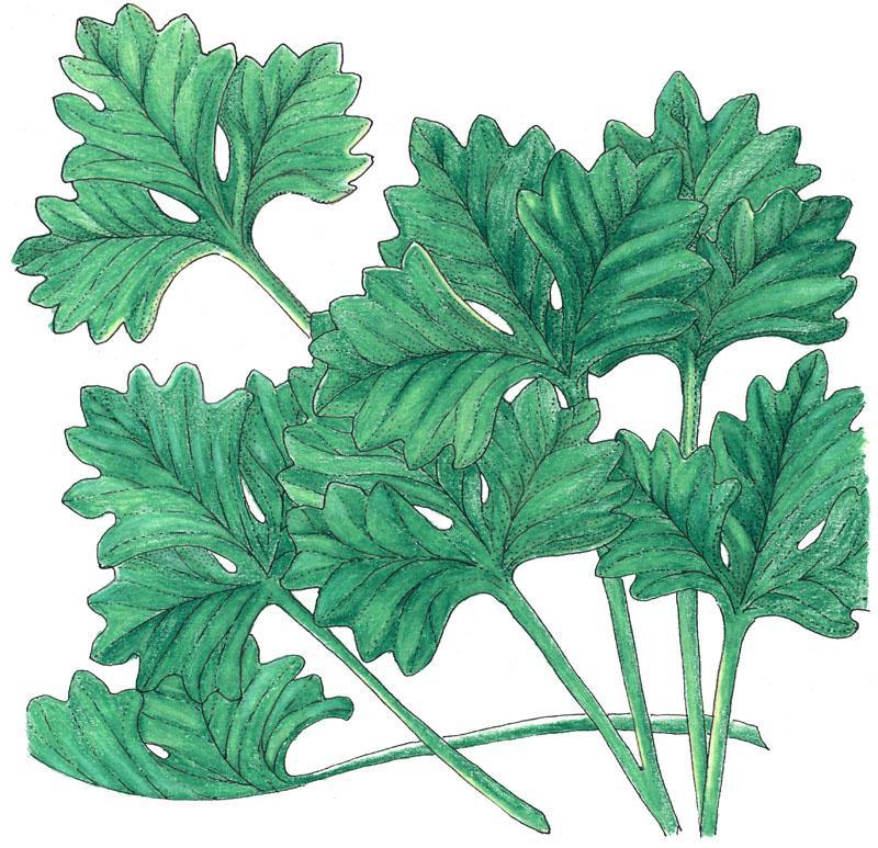 Cilantro Seeds (Organic) – Vegetable Seeds