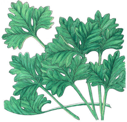 Cilantro Seeds (Organic) – Vegetable Seeds