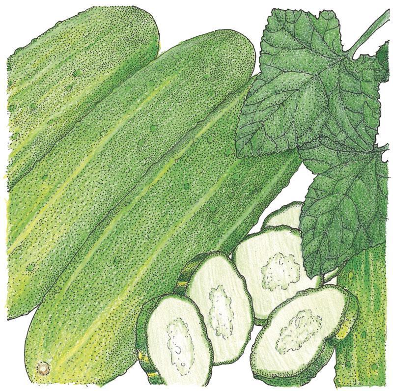 Cucumber Seeds (Organic) National Pickling – Vegetable Seeds