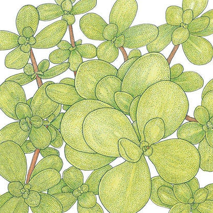 Purslane Greens Seeds (Organic) – Vegetable Seeds
