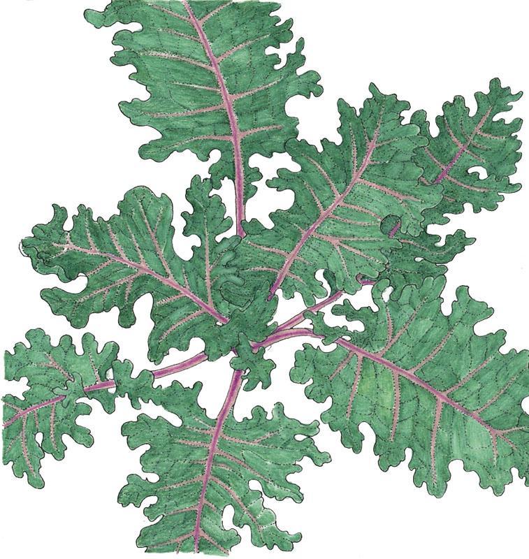 Kale Seeds, Red Russian (Organic) – Vegetable Seeds