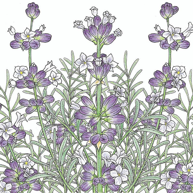 Lavender Seeds, English-Vera (Organic) – Vegetable Seeds