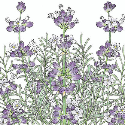 Lavender Seeds, English-Vera (Organic) – Vegetable Seeds