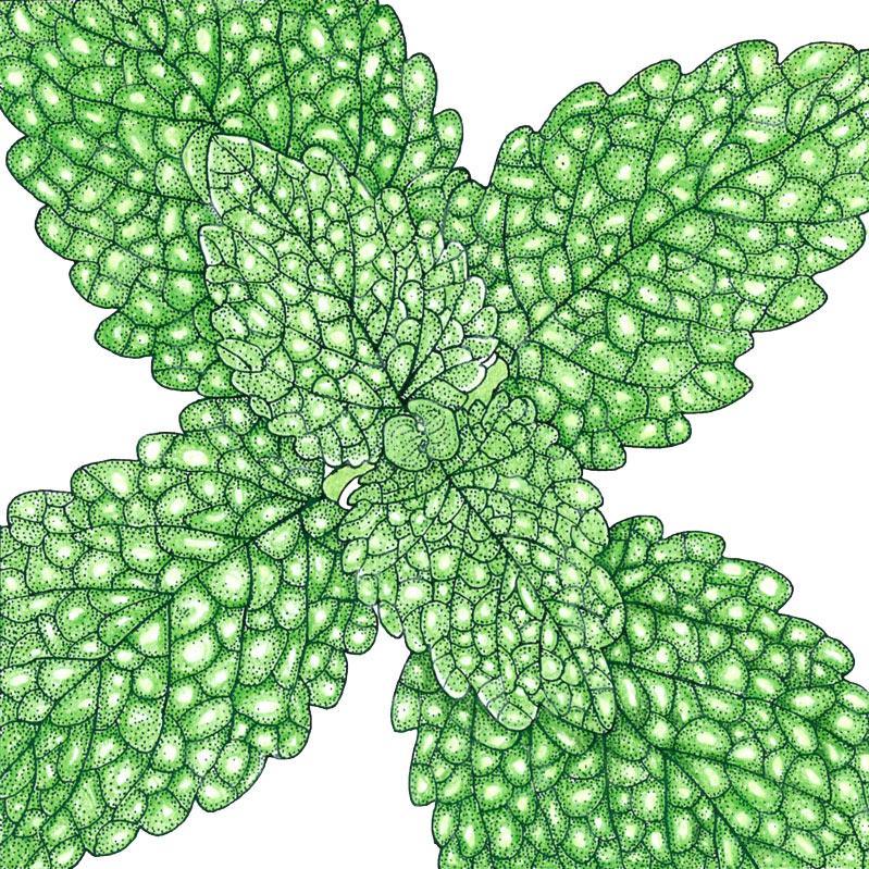 Lemon Balm (Organic) – Vegetable Seeds