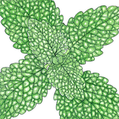 Lemon Balm (Organic) – Vegetable Seeds