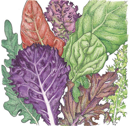 Lettuce Seeds, Gourmet Mix (Organic) – Vegetable Seeds