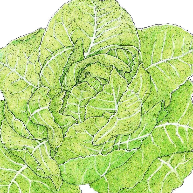 Lettuce Seeds, Romaine, Jericho (Organic) – Vegetable Seeds