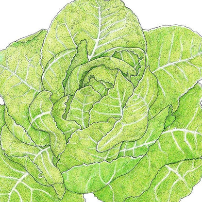 Lettuce Seeds, Romaine, Jericho (Organic) – Vegetable Seeds