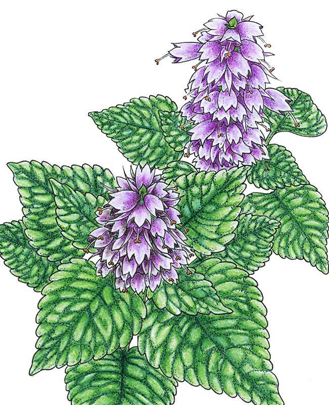 Mint Seeds (Organic) Korean Licorice – Vegetable Seeds