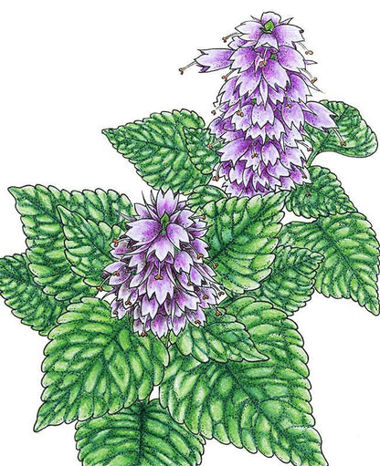 Mint Seeds (Organic) Korean Licorice – Vegetable Seeds