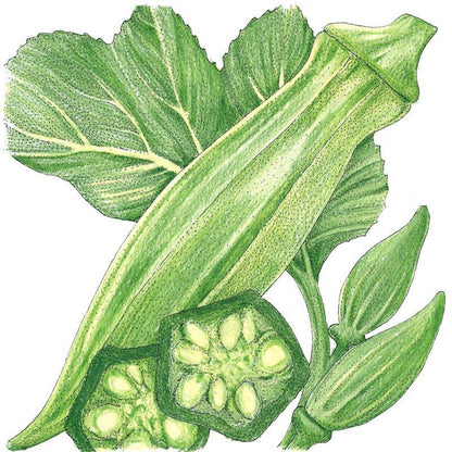 Okra Seeds (Organic) Clemson Spineless 80 – Vegetable Seeds