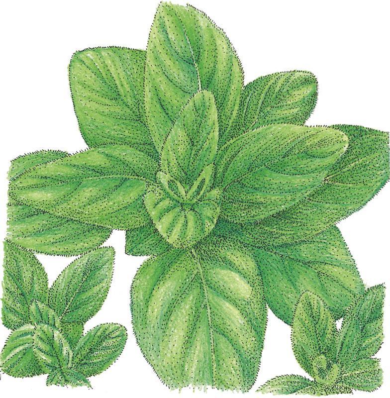 Oregano Seeds (Organic) Italian – Vegetable Seeds