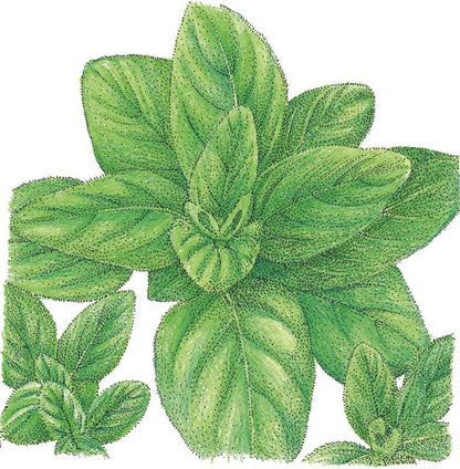 Oregano Seeds (Organic) Italian – Vegetable Seeds