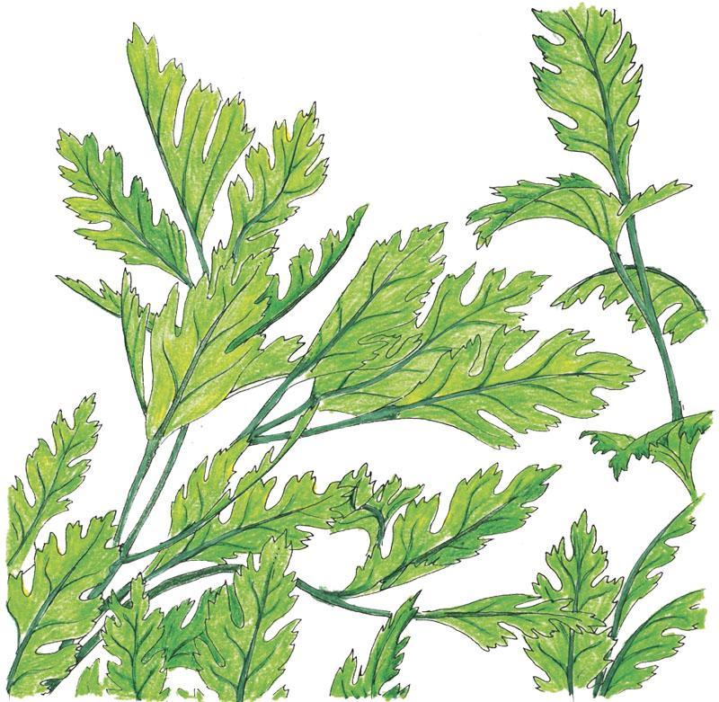 Parsley Seeds (Organic) Italian – Vegetable Seeds