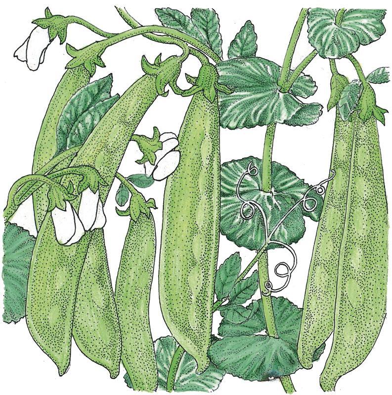 Pea Seeds (Organic) Oregon Sugar Pod – Vegetable Seeds