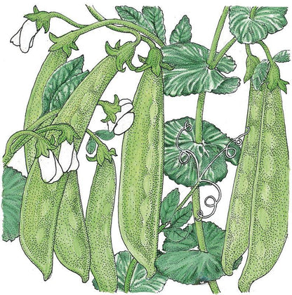 Pea Seeds (Organic) Oregon Sugar Pod – Vegetable Seeds