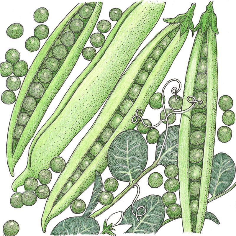 Pea Seeds (Organic) Progress #9 – Vegetable Seeds
