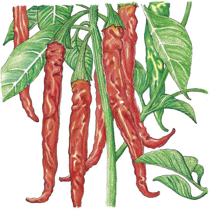 Hot Cayenne Slim Pepper Seeds (Organic) – Vegetable Seeds