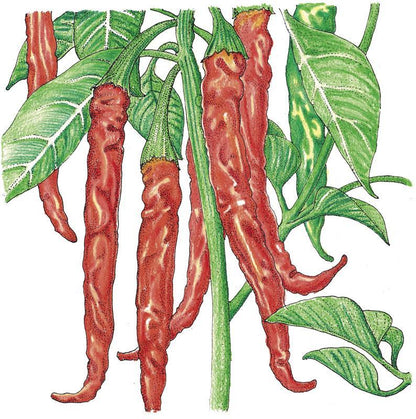Hot Cayenne Slim Pepper Seeds (Organic) – Vegetable Seeds