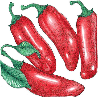 Hot Jalapeno Early Pepper Seeds (Organic) – Vegetable Seeds