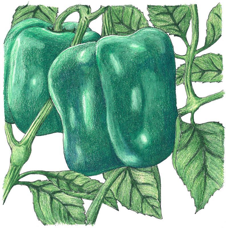 Cal Wonder Sweet Pepper Seeds (Organic) – Vegetable Seeds
