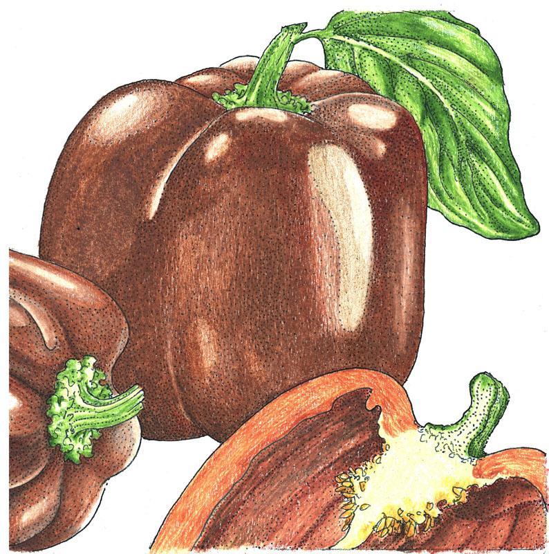 Chocolate Sweet Pepper Seeds (Organic) – Vegetable Seeds
