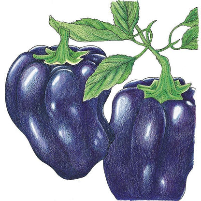 Purple Beauty Sweet Pepper Seeds (Organic) – Vegetable Seeds