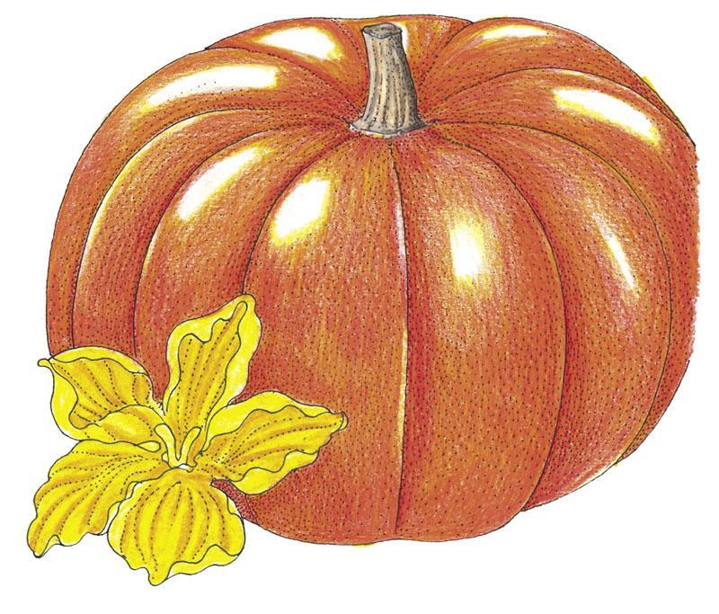 Pumpkin Seeds (Organic) Cinderella Pumpkins – Vegetable Seeds