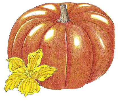 Pumpkin Seeds (Organic) Cinderella Pumpkins – Vegetable Seeds