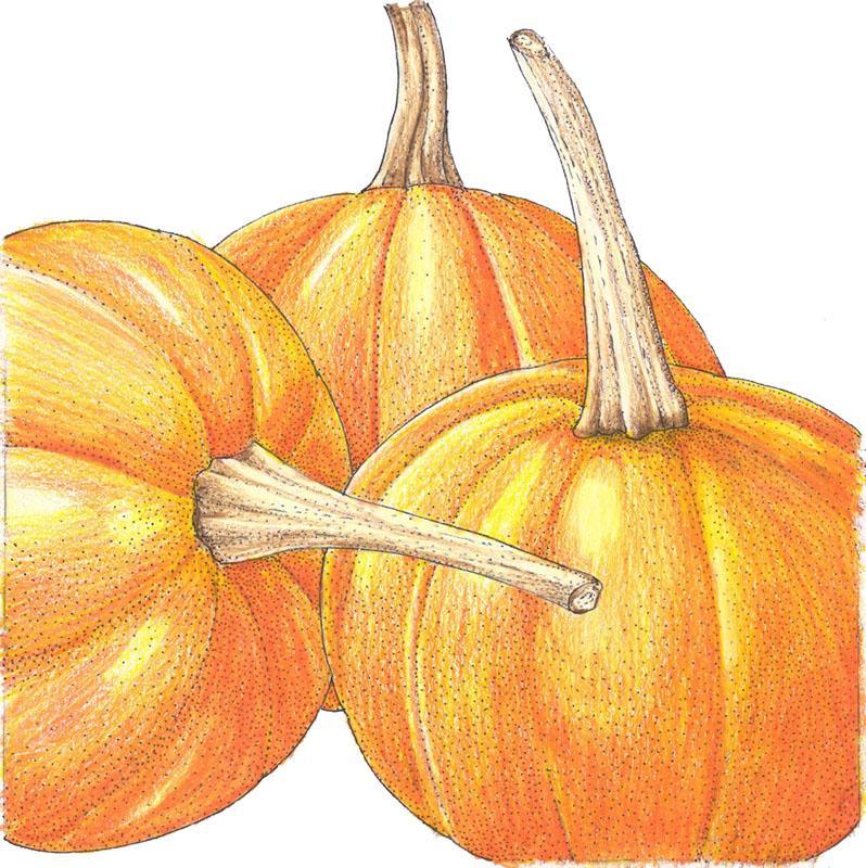 Pumpkin Seeds, Small Sugar (Organic) – Vegetable Seeds