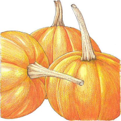 Pumpkin Seeds, Small Sugar (Organic) – Vegetable Seeds