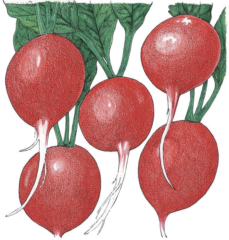 Radish Seeds, Cherry Belle (Organic) – Vegetable Seeds