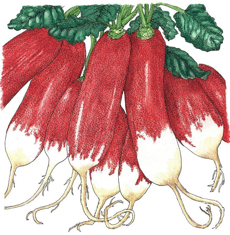 Radish, French Breakfast, Seeds (Organic) – Vegetable Seeds