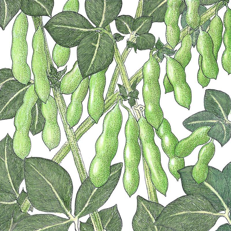 Edamame Soybean Seeds (Organic) – Vegetable Seeds