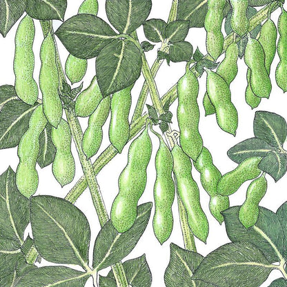 Edamame Soybean Seeds (Organic) – Vegetable Seeds