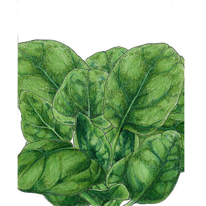 Spinach, Verdil, Seeds (Organic) – Vegetable Seeds