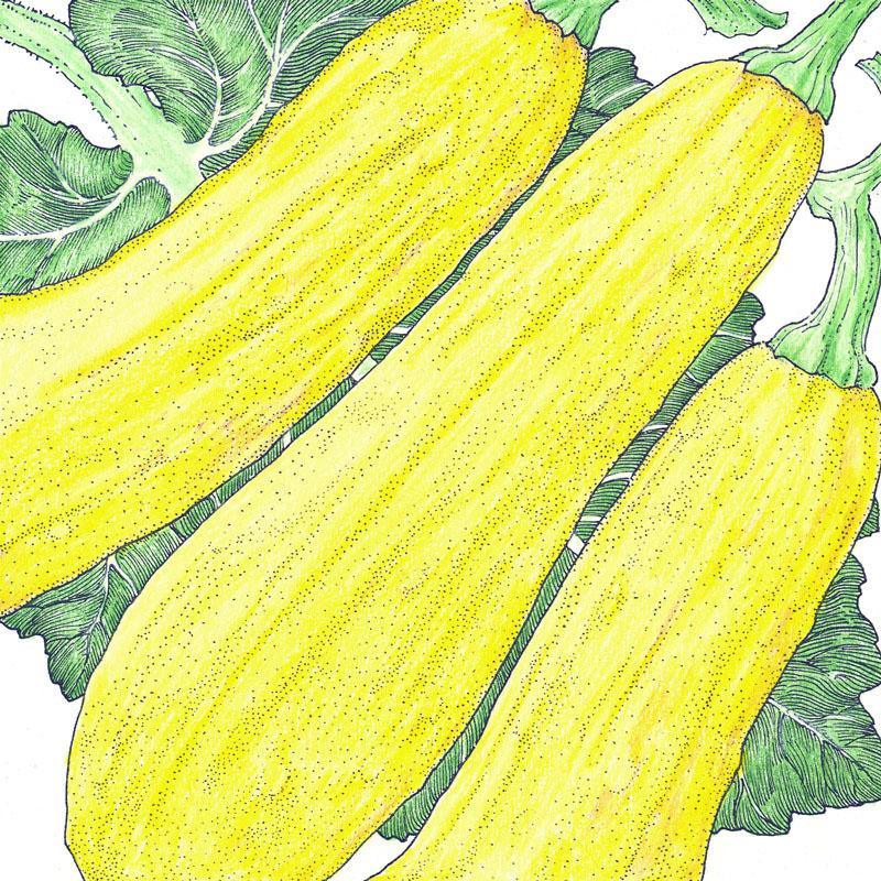 Summer Squash Seeds, Early Straightneck (Organic) – Vegetable Seeds