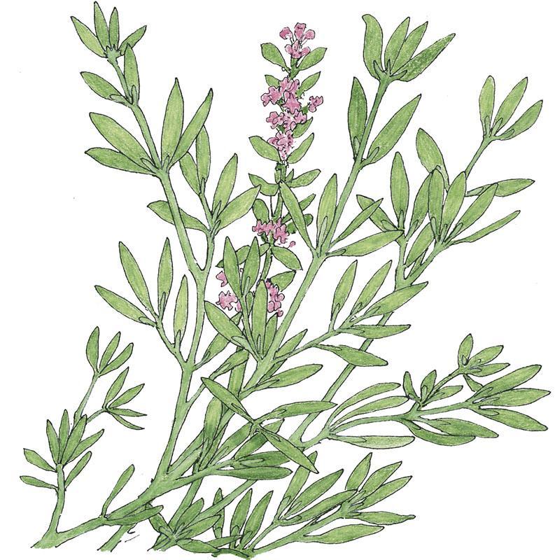 English Thyme Seeds (Organic) – Vegetable Seeds